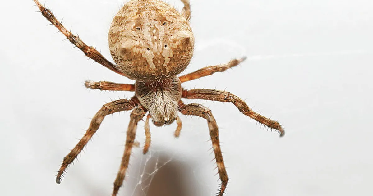 Pavúk v rohu pri okne