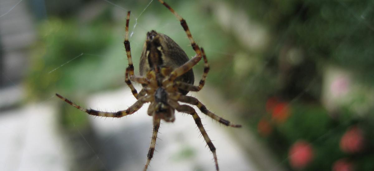 Nepríjemný hmyz, ktorý sa bojí viac ako Vy! Nepríjemný hmyz, ktorý sa bojí viac ako Vy!